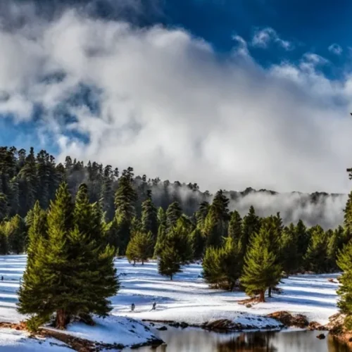 cedar-forest-morocco